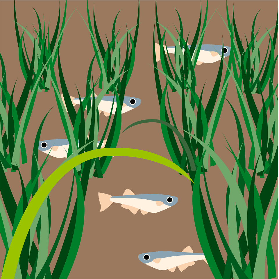 Japanese rice fish. Free illustration for personal and commercial use.