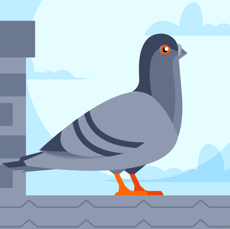 pigeon illustration free download