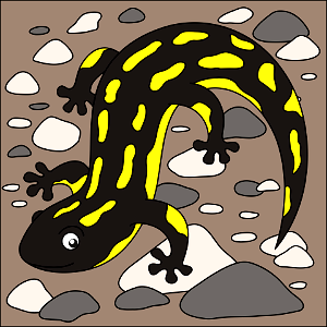 Salamander. Free illustration for personal and commercial use.