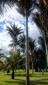 Palm wax trees botanical garden photo