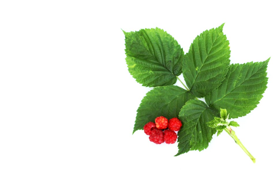 Raspberry letter Free photos