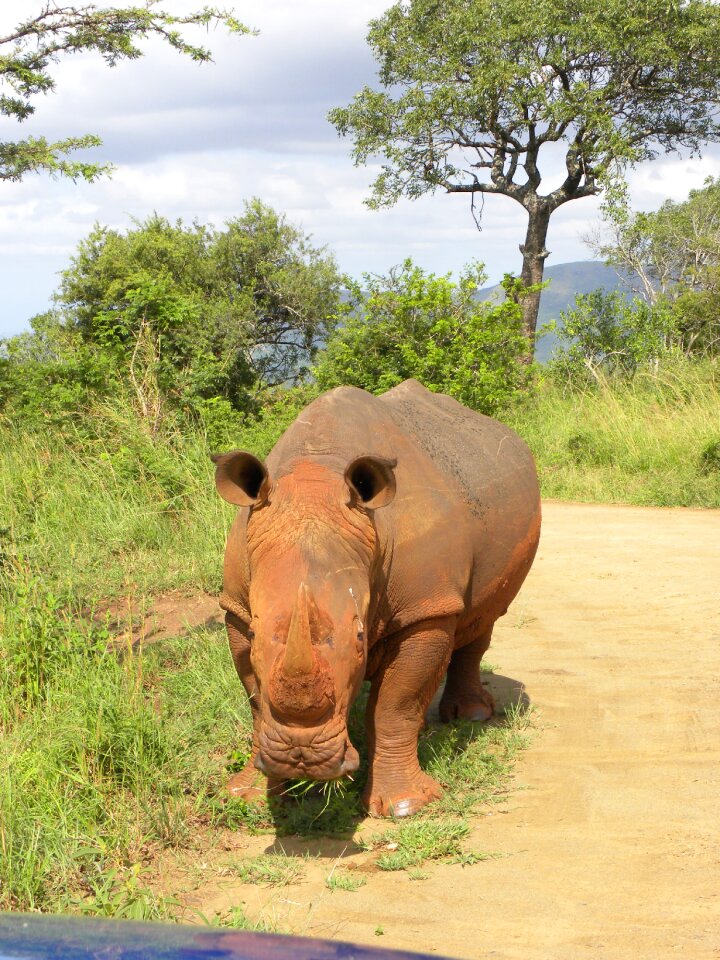 Safari south africa wild animals