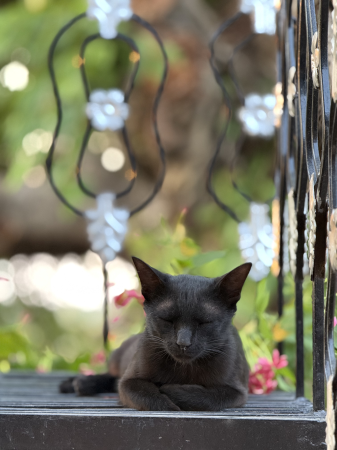 Katze