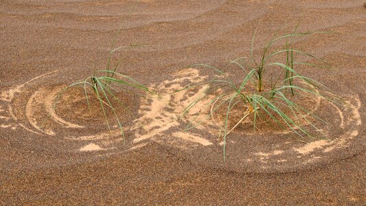 Desert grass pattern structure