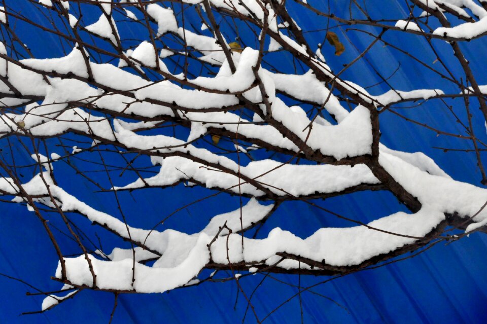 Snowflake winter branch