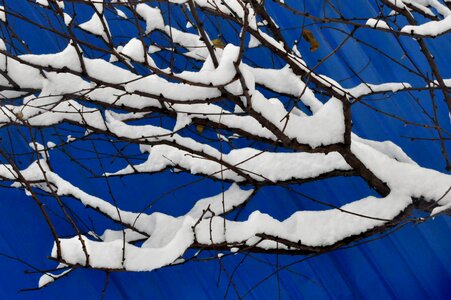 Snowflake winter branch photo