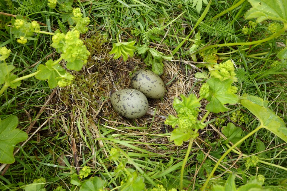 Nest egg bird eggs