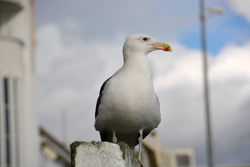 Seagull nature sea ​​bird