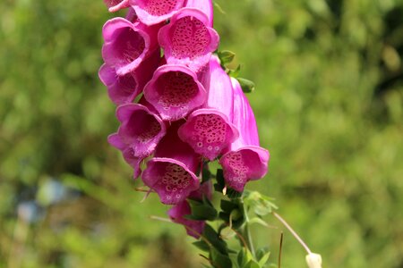 Floral summer color photo