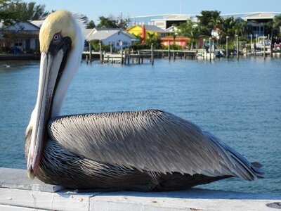 Anna maria island florida