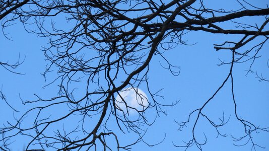 Tree sky silhouette