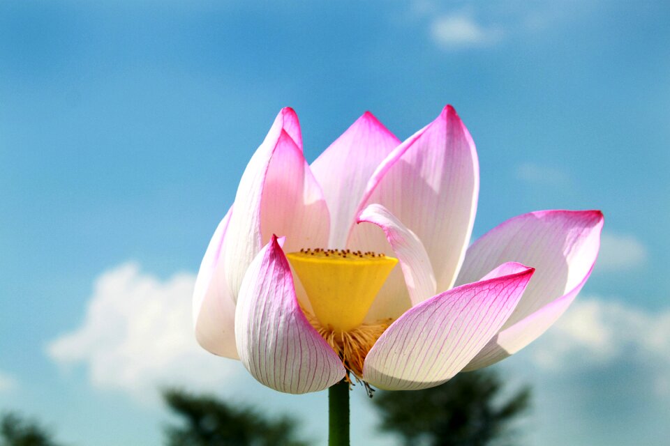 Bloom plant blossom