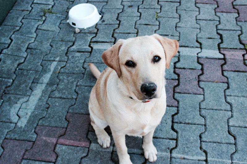 free-stock-photo-of-dog-labrador-theme-dogs-photo-xl