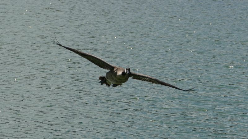 bird