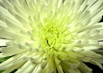 Garden summer blossom