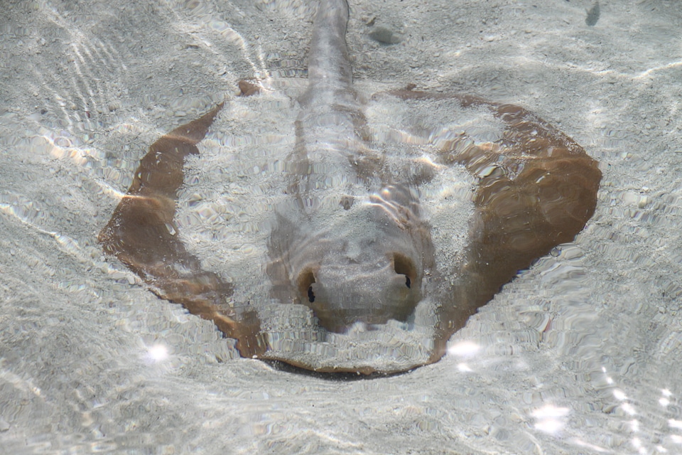 Beach rays sting rays