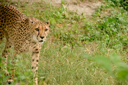 Carnivores africa kenya photo