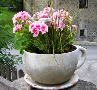 Pink geranium summer flower potted flower photo