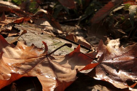 The leaves ground twilight
