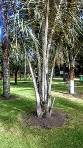 Palm wax trees botanical garden photo