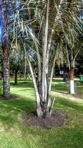 Palm wax trees botanical garden