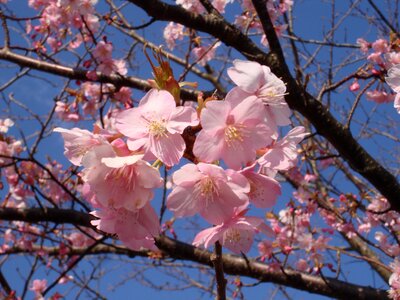 Sakura cherry japan photo