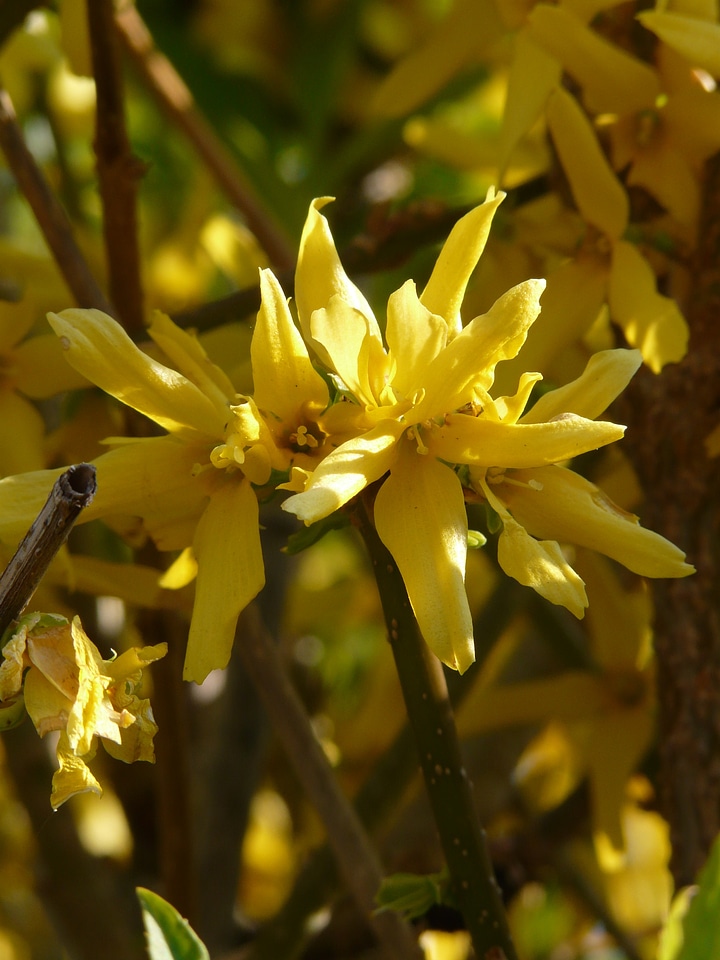 Ornamental shrub blossom bloom