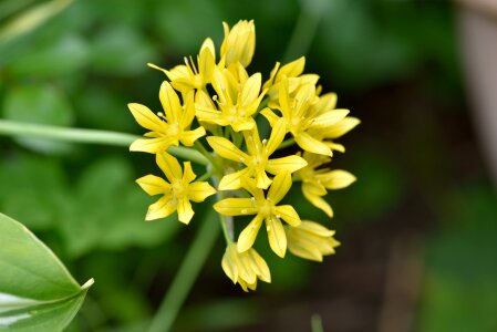 Bloom yellow plant