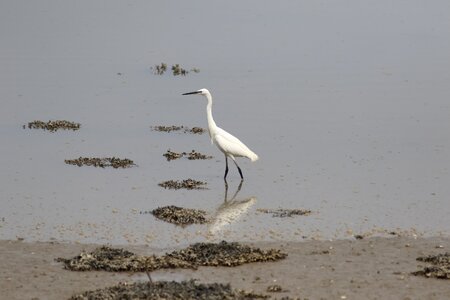 Heron bird pond