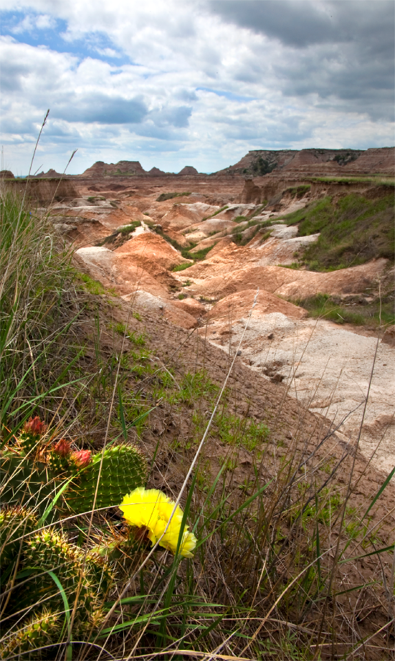 Blooming desert america