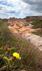 Blooming desert america