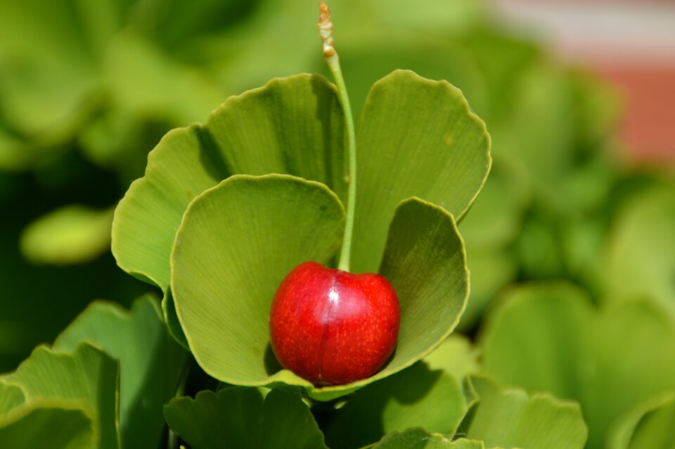 Cherry ginko red