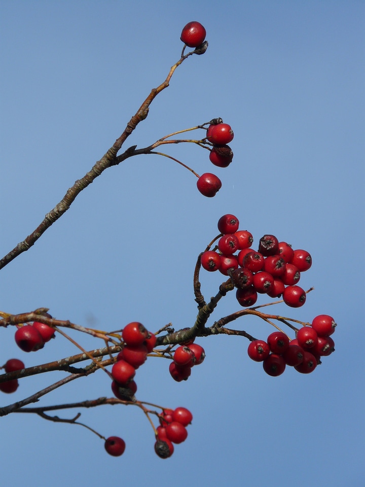 Tree berry red real whitebeam