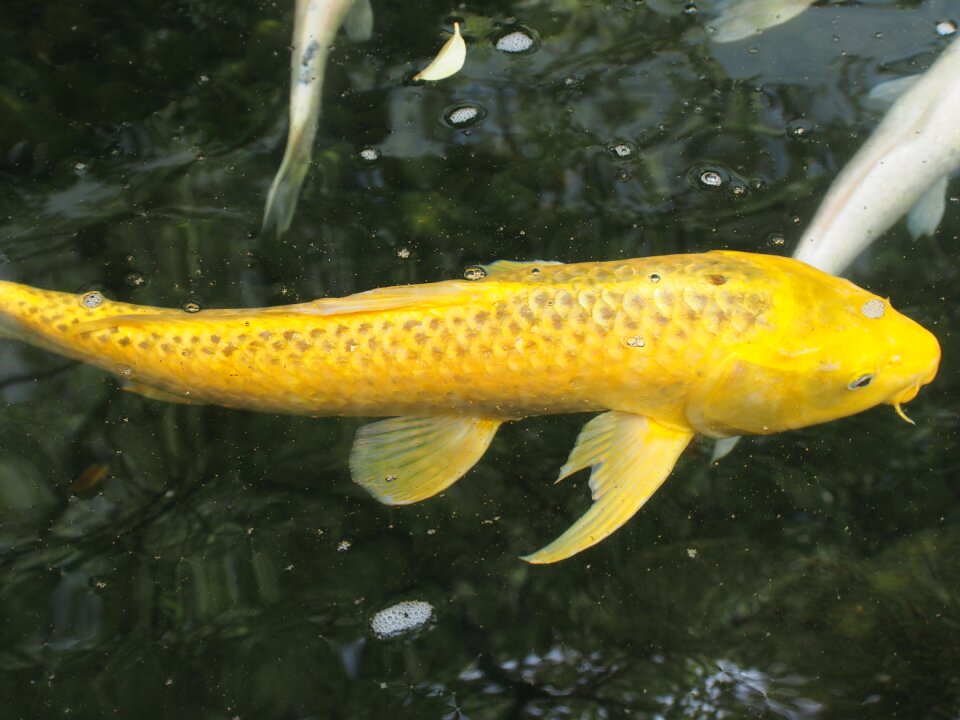 Carp gold wealth