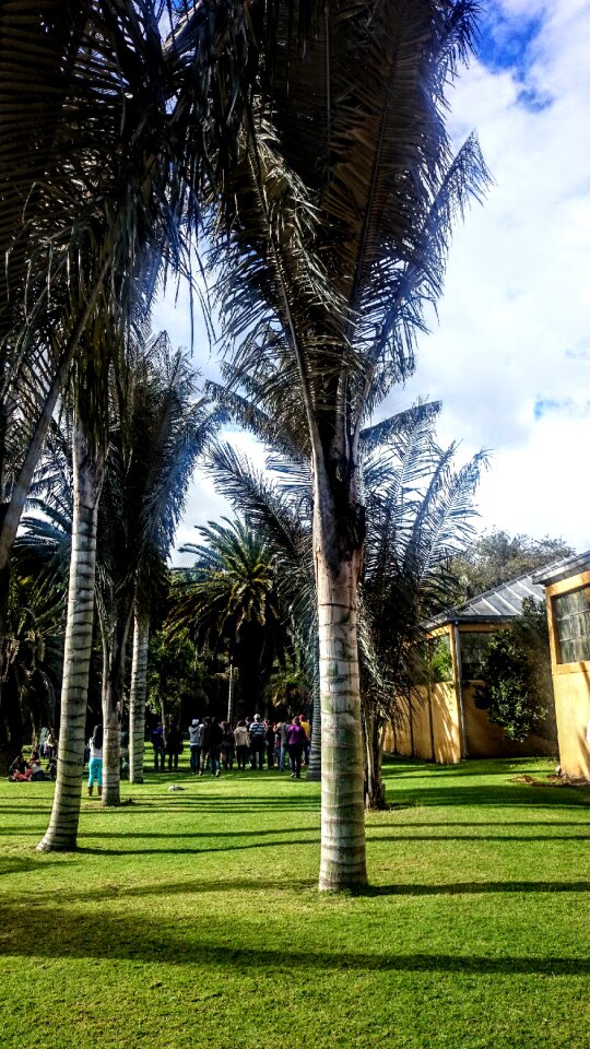 Palm wax trees botanical garden