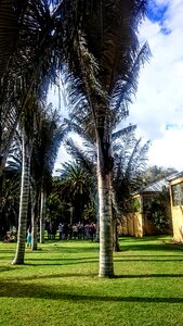 Palm wax trees botanical garden