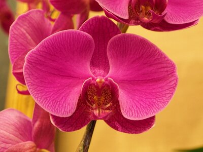 Orchid purple flowers
