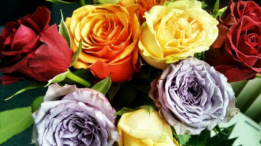 Decorative bouquet of roses birthday bouquet