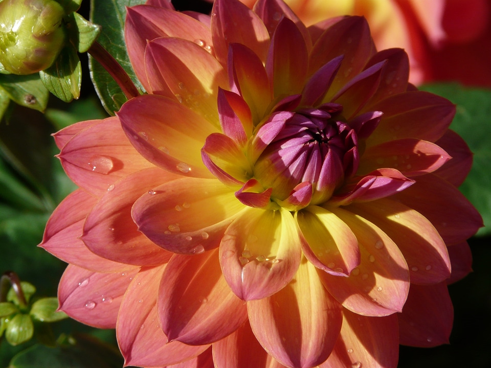 Purple flower blossom
