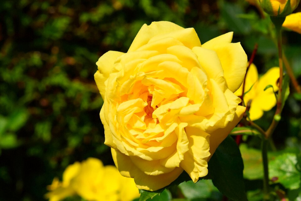 Rose close up plant