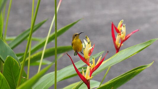 Natural wild flower photo