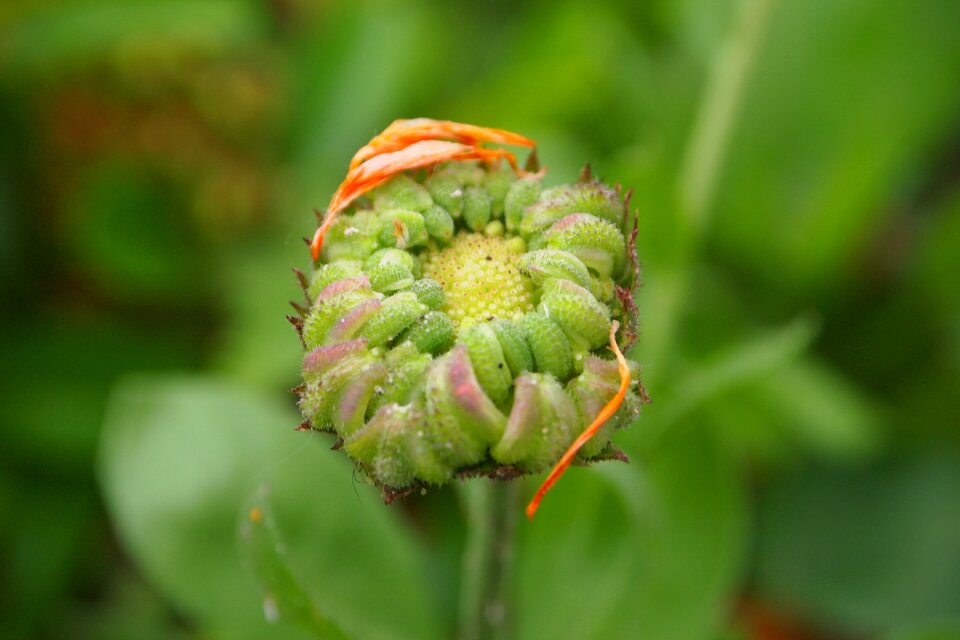 Petals garden growth