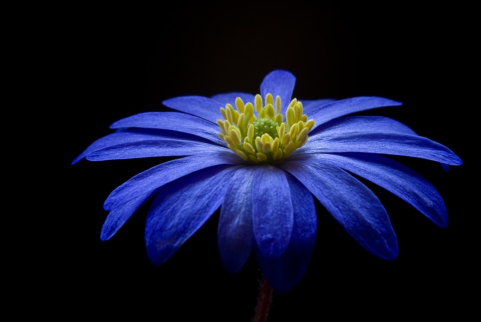 Bloom blue balkan anemone photo