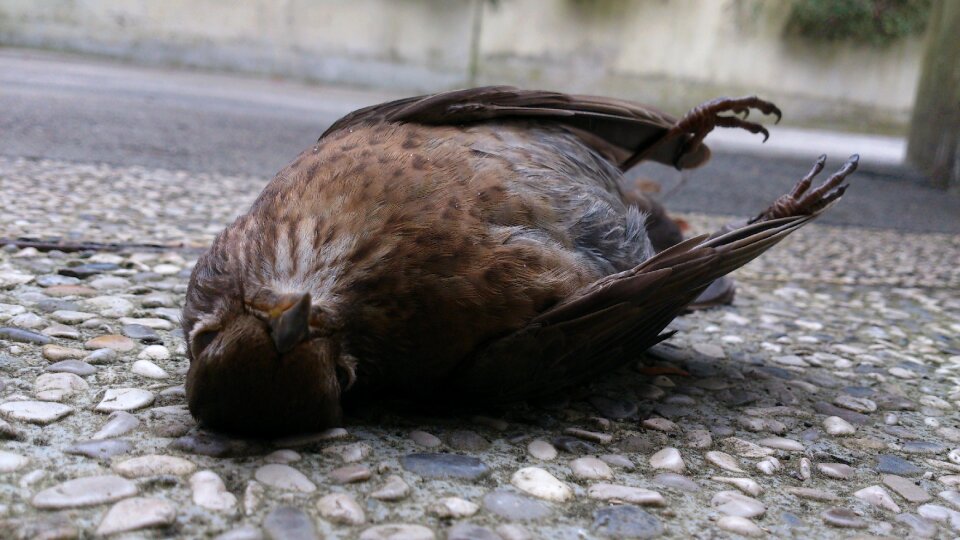Dead gray death
