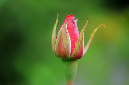 Red nature lily photo