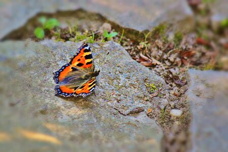 Animal butterflies fauna