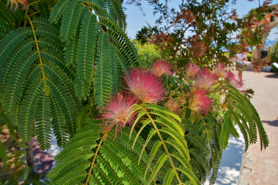Pink flower exotic the mediterranean