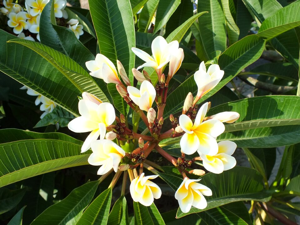Flower tropical plant white