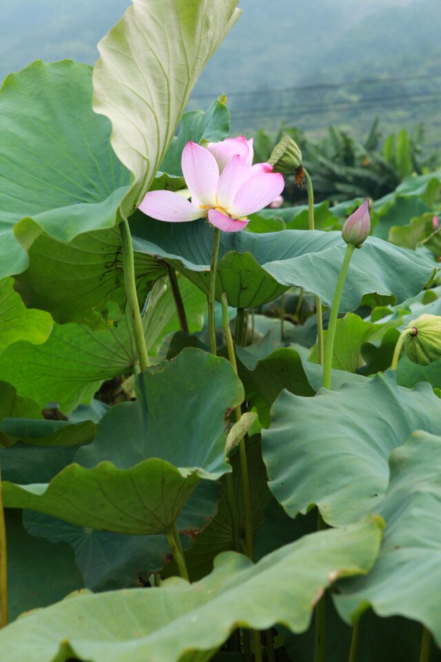 Hawthorn pond plant