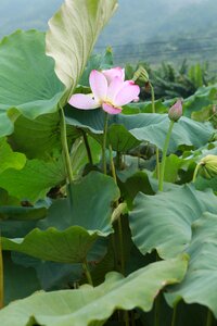 Hawthorn pond plant